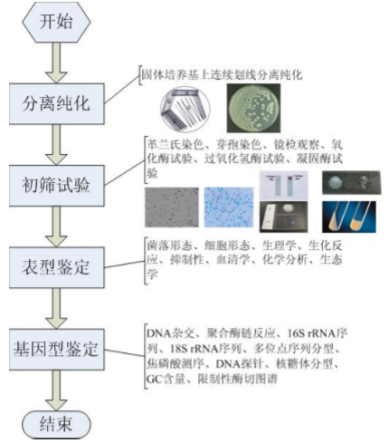 微生物鑒定程序圖