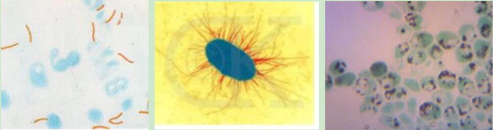 其它染色技術(shù)圖