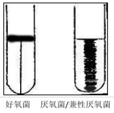 需氧類(lèi)型圖片