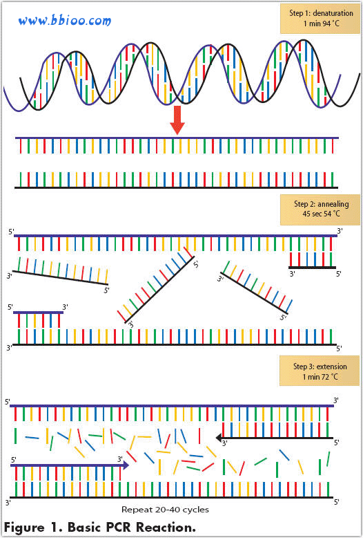 NCBI BLAST比對結果詳細分析
