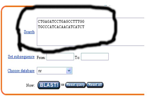 一步步教你利用Blast分析驗證引物序列