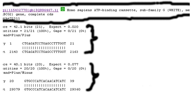 一步步教你利用Blast分析驗證引物序列